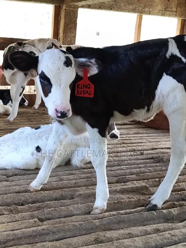 Calfs for Sale - thumbnail 10