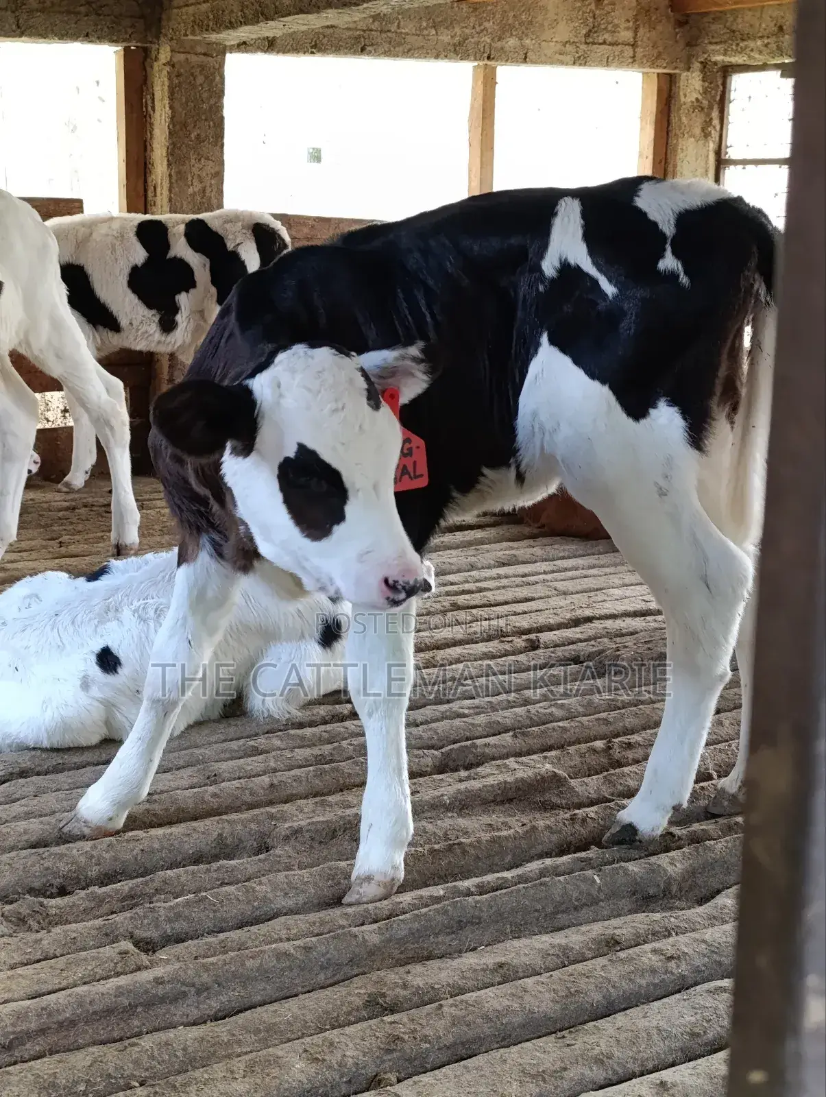 Calfs for Sale