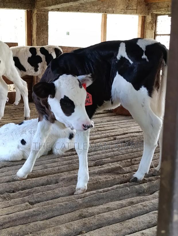 Calfs for Sale - thumbnail 11