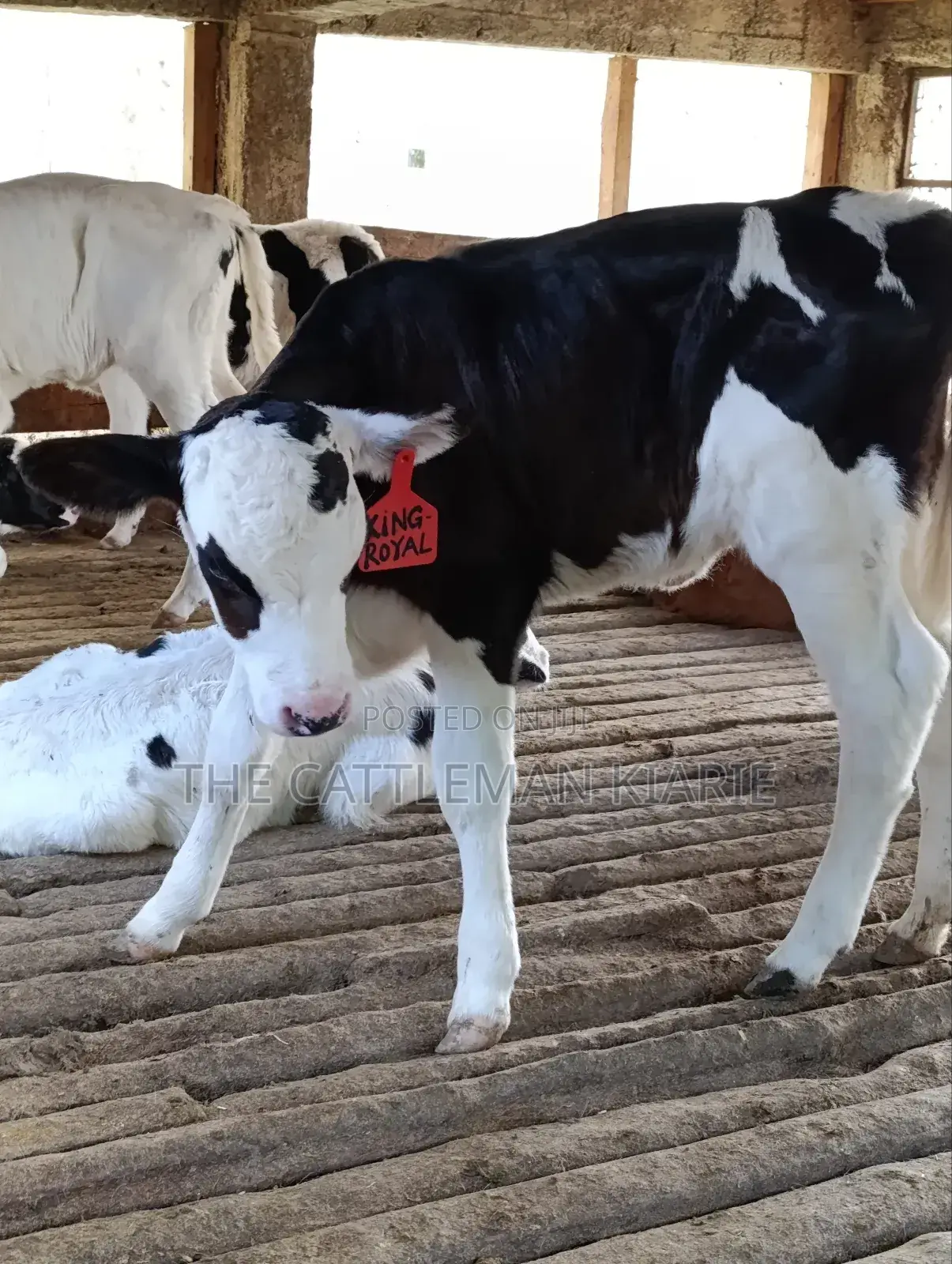 Calfs for Sale