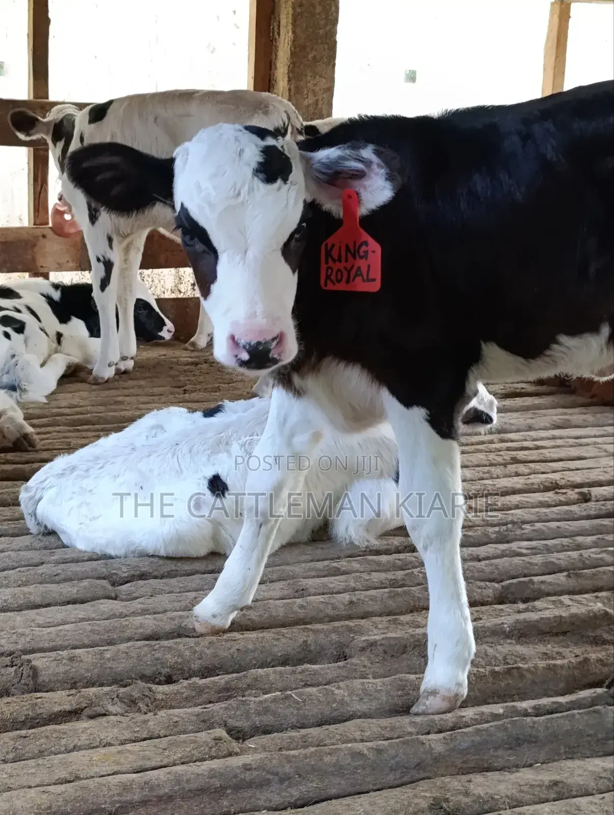 Calfs for Sale
