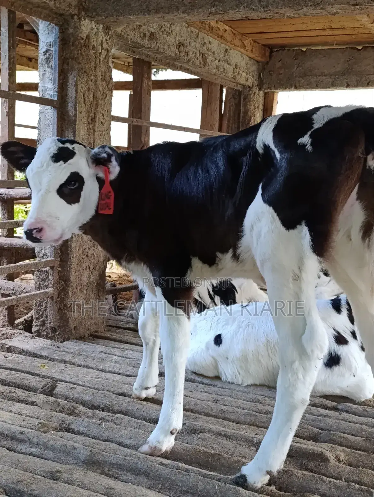 Calfs for Sale