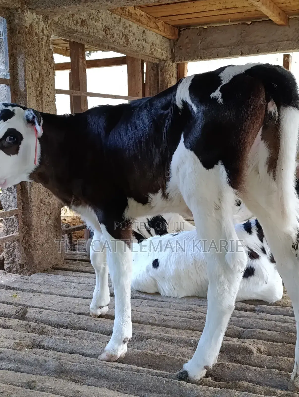 Calfs for Sale