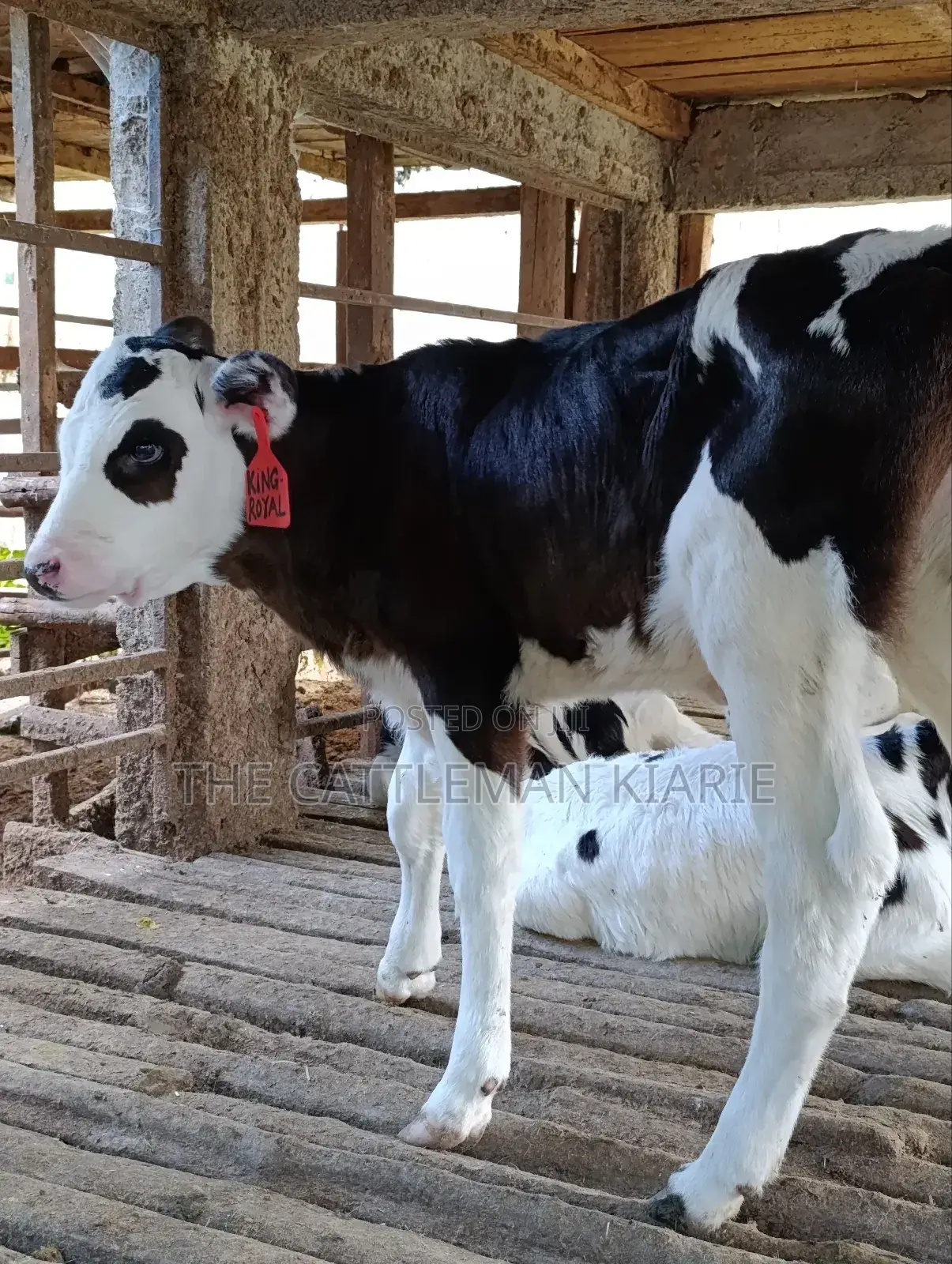 Calfs for Sale