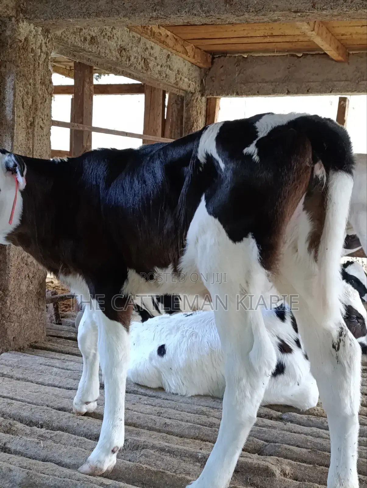 Calfs for Sale