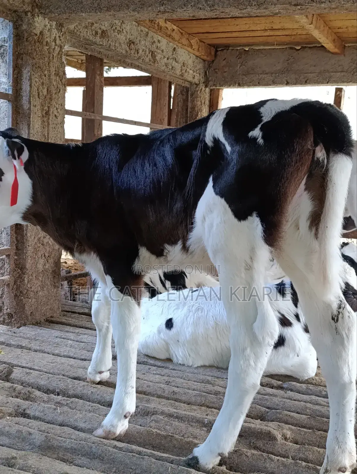 Calfs for Sale