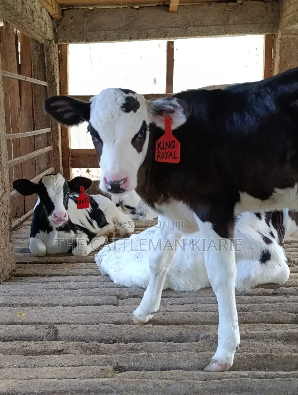Calfs for Sale