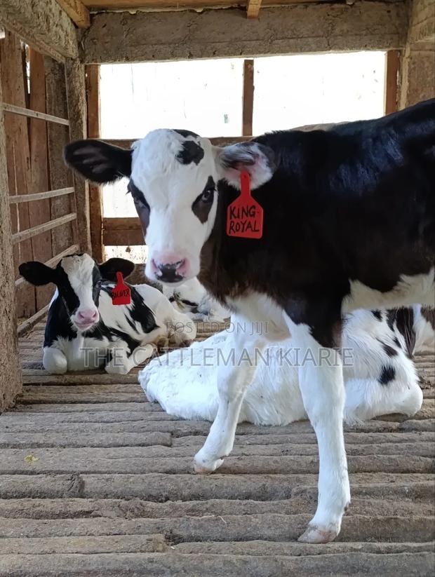 Calfs for Sale - thumbnail 19