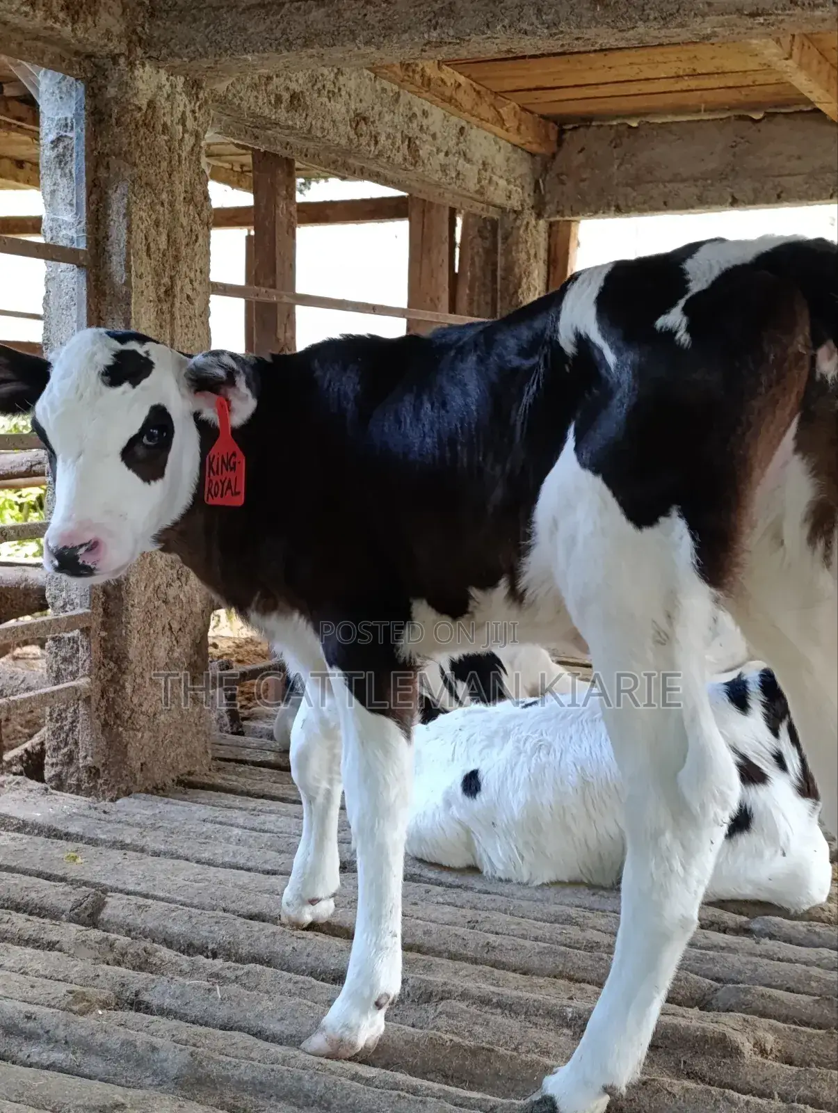 Calfs for Sale