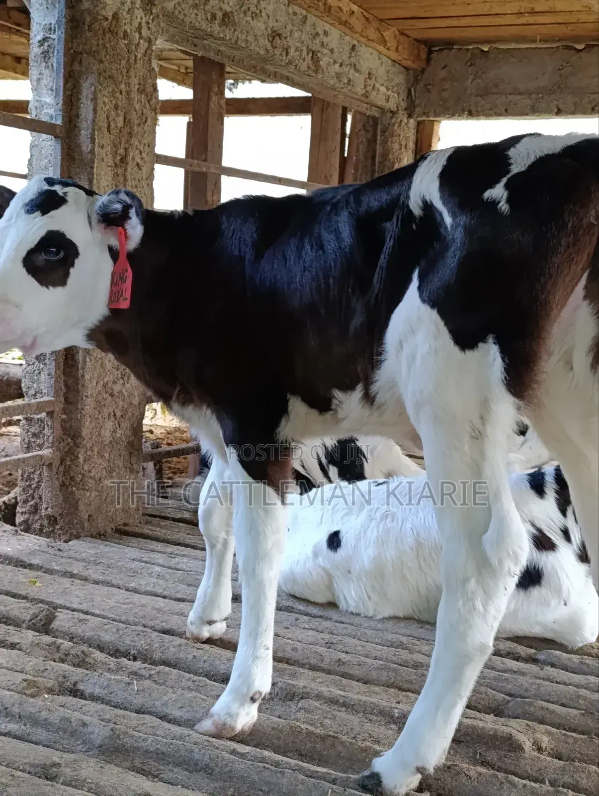 Calfs for Sale