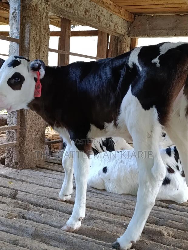 Calfs for Sale - thumbnail 21