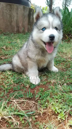 1-3 months Male Purebred Alaskan Malamute