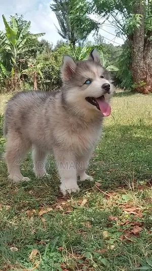 1-3 months Male Purebred Siberian Husky