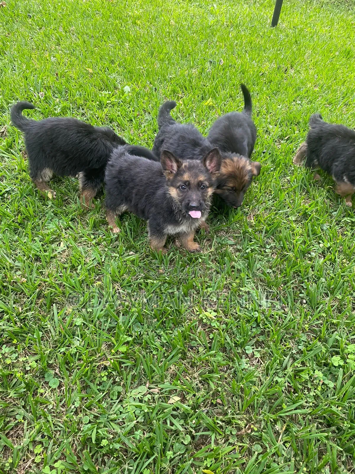 1-3 months Male Purebred German Shepherd