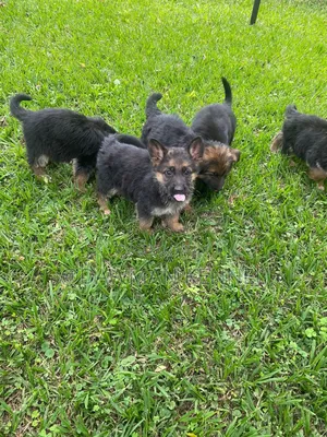 1-3 months Male Purebred German Shepherd