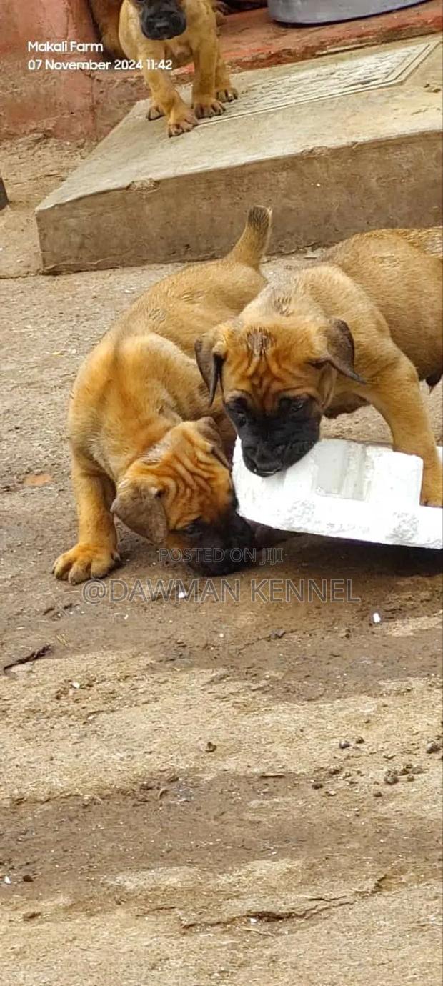 1-3 months Male Purebred Boerboel - main view