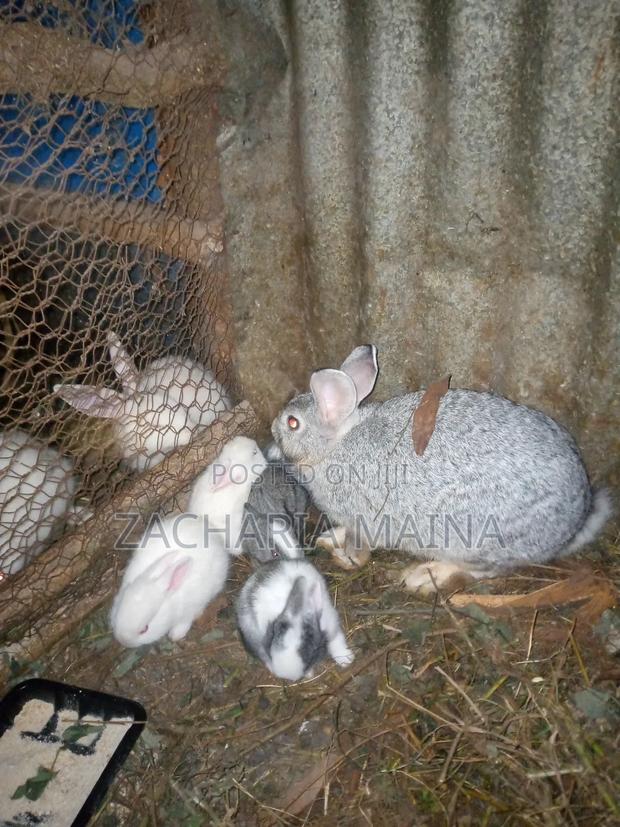 Rabbits for Meat/Pets - thumbnail 3