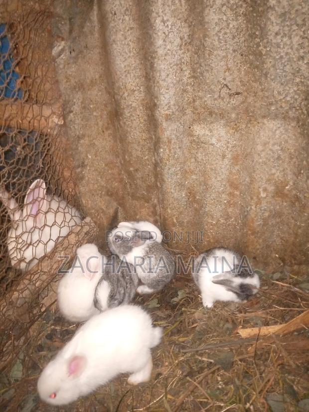 Rabbits for Meat/Pets - thumbnail 4