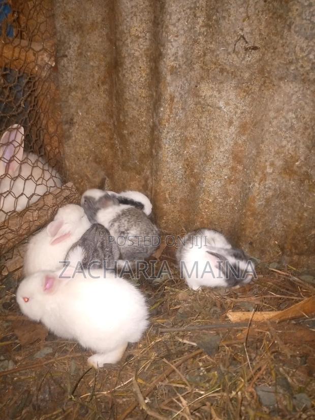 Rabbits for Meat/Pets - thumbnail 5