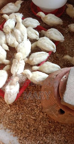 Farm Animal - thumbnail 2