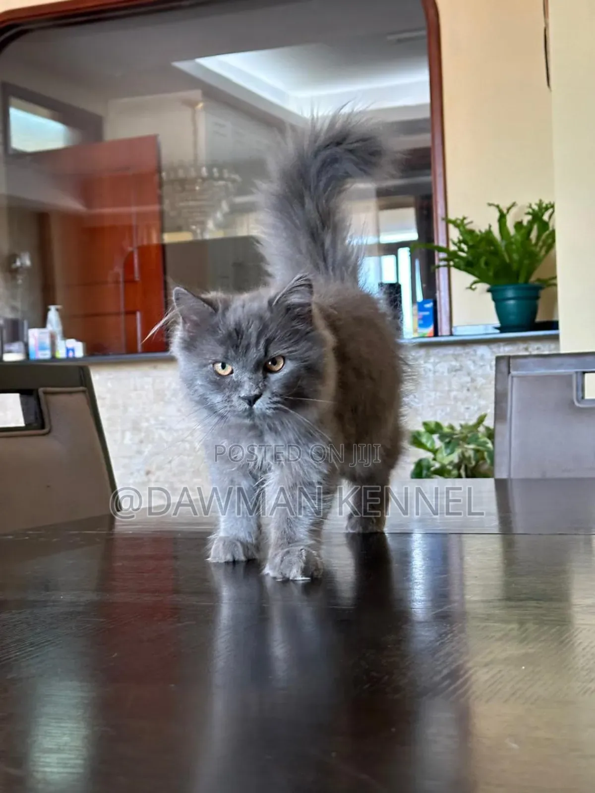 3-6 months Male Purebred Maine Coon