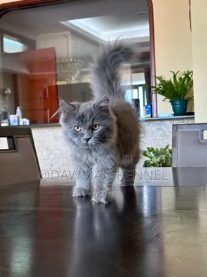 3-6 months Male Purebred Maine Coon