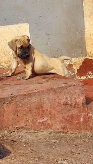 1-3 months Male Purebred Boerboel