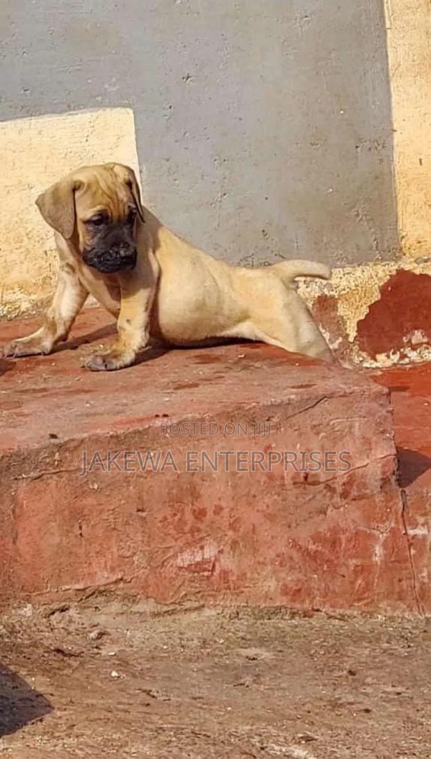 1-3 months Male Purebred Boerboel - main view