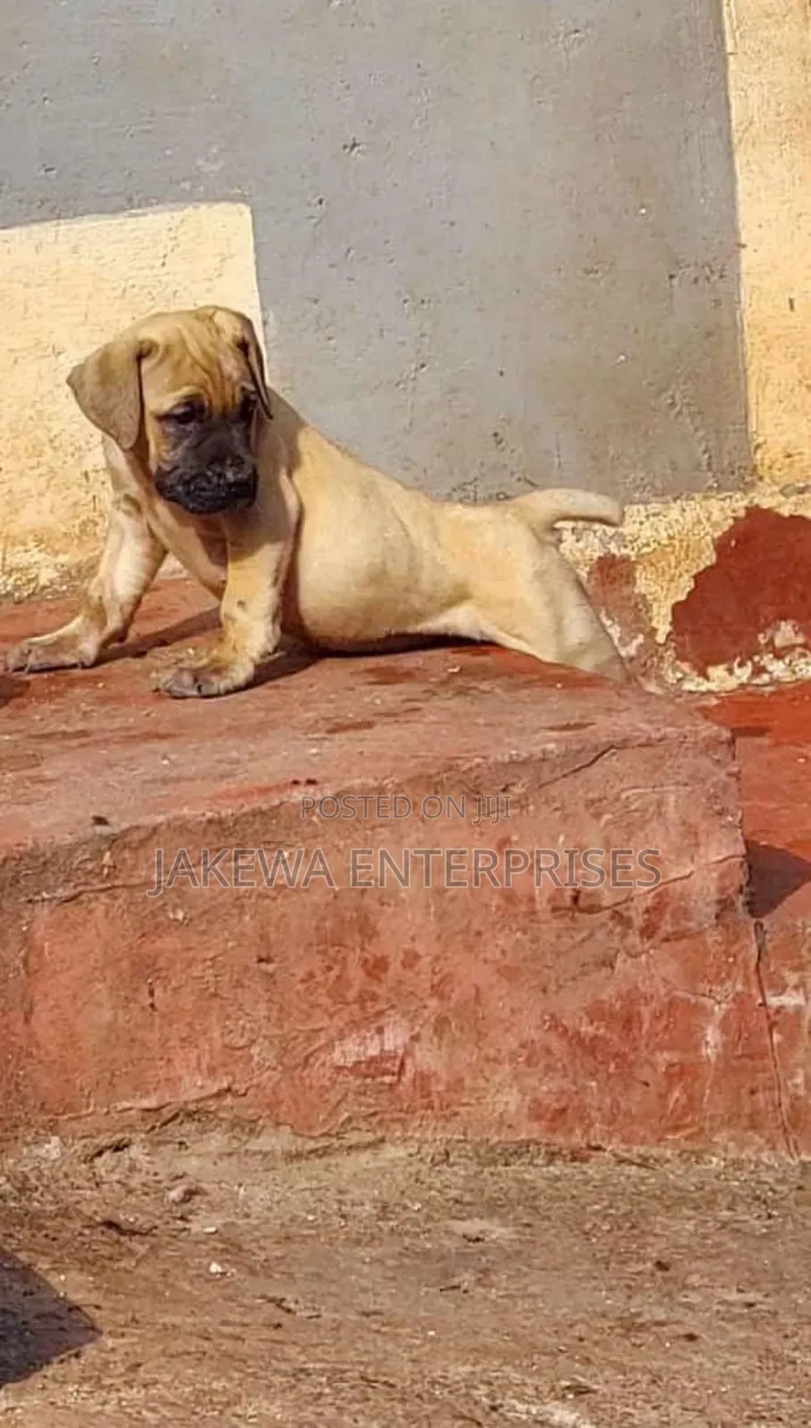 1-3 months Male Purebred Boerboel