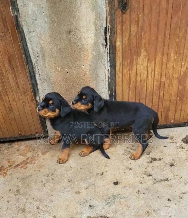 1-3 months Male Purebred Rottweiler - main view