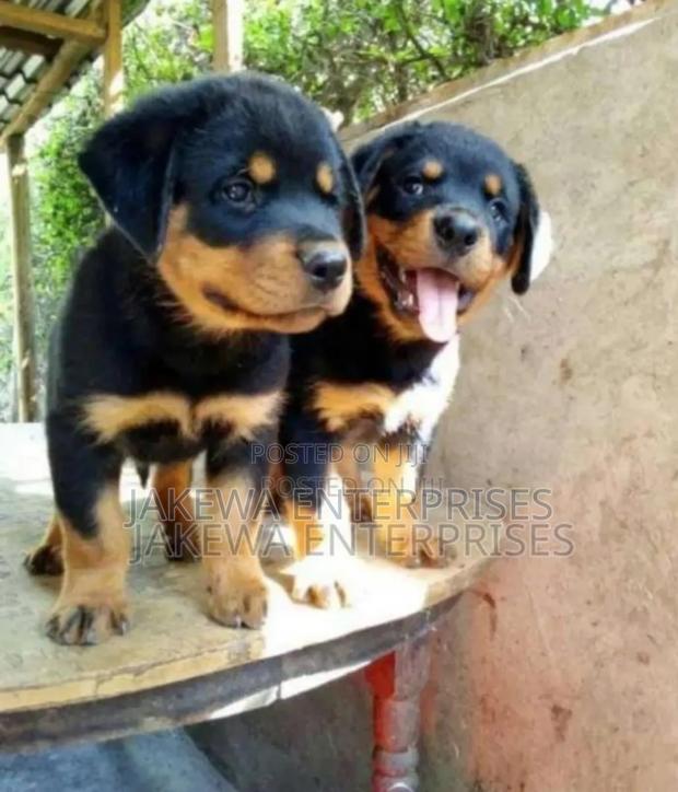 1-3 months Female Purebred Rottweiler - main view