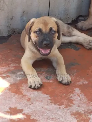 1-3 months Female Purebred Boerboel