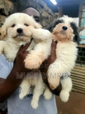 1-3 months Female Purebred Havanese