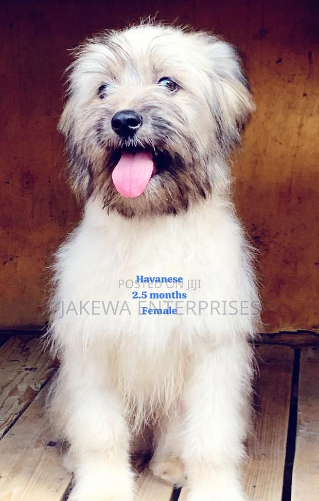 1-3 months Female Purebred Havanese - main view