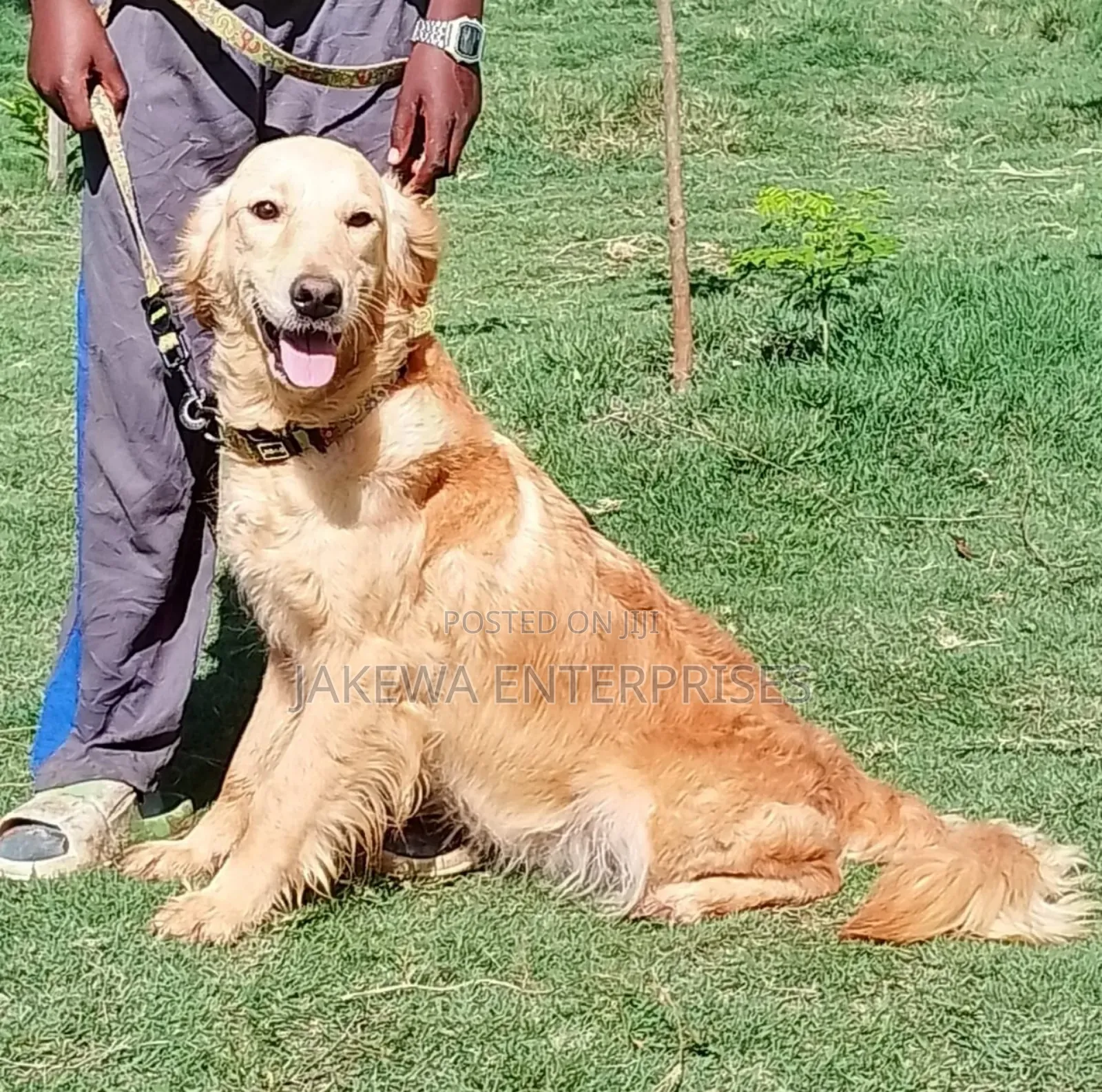 1+ year Female Purebred Golden Retriever