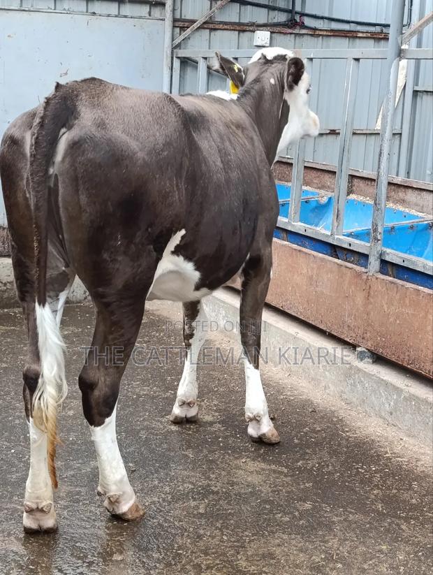 Fleckvieh Incalf Heifer - main view