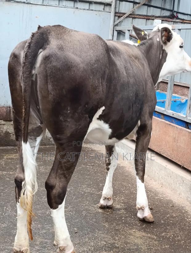 Fleckvieh Incalf Heifer - thumbnail 3