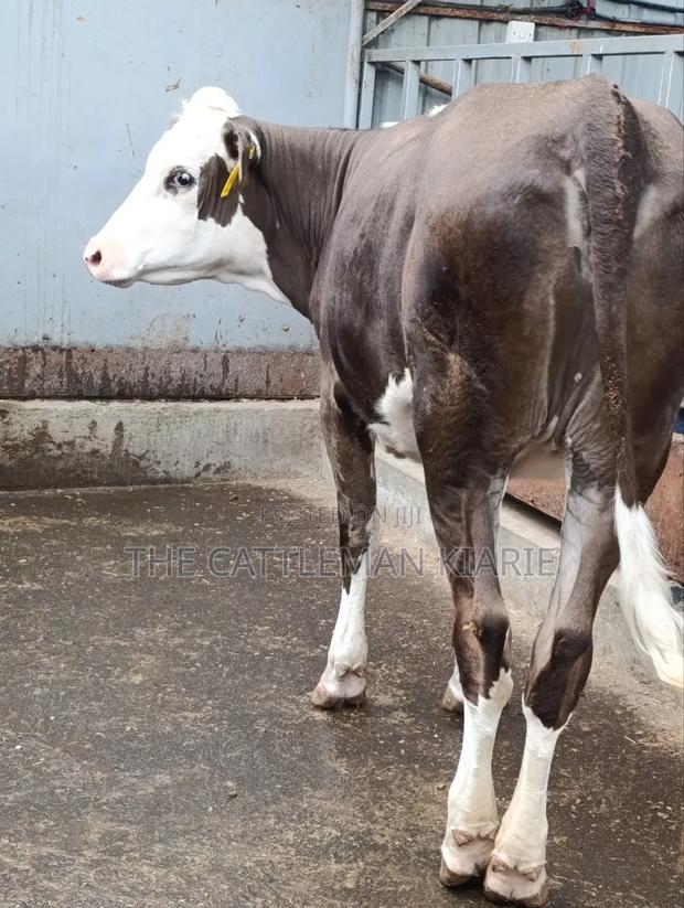 Fleckvieh Incalf Heifer - thumbnail 4