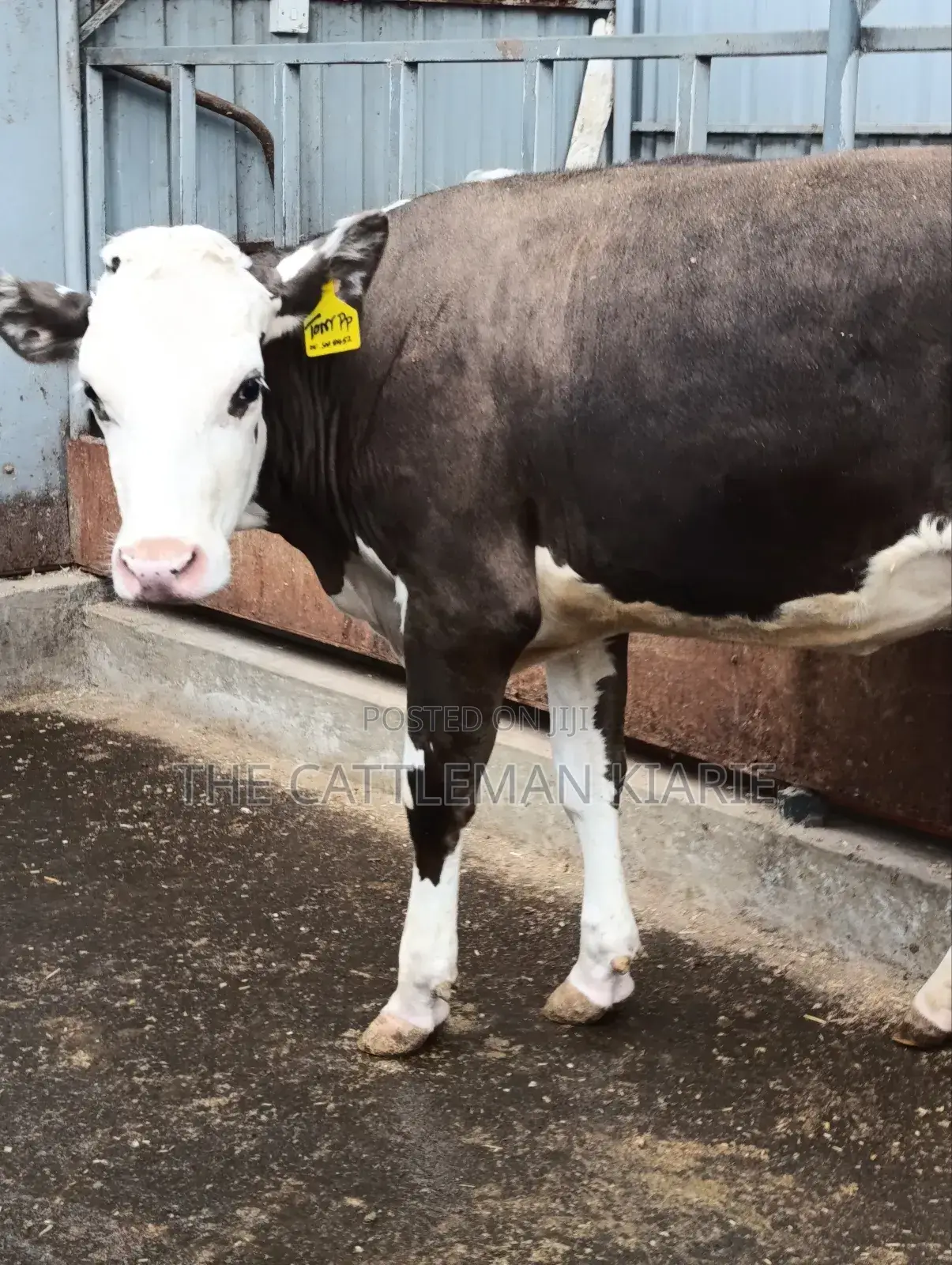 Fleckvieh Incalf Heifer