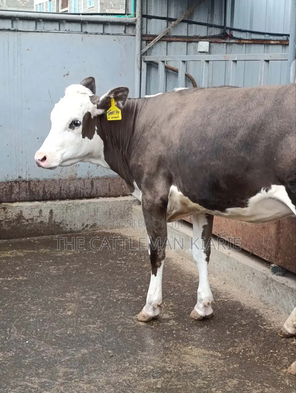 Fleckvieh Incalf Heifer