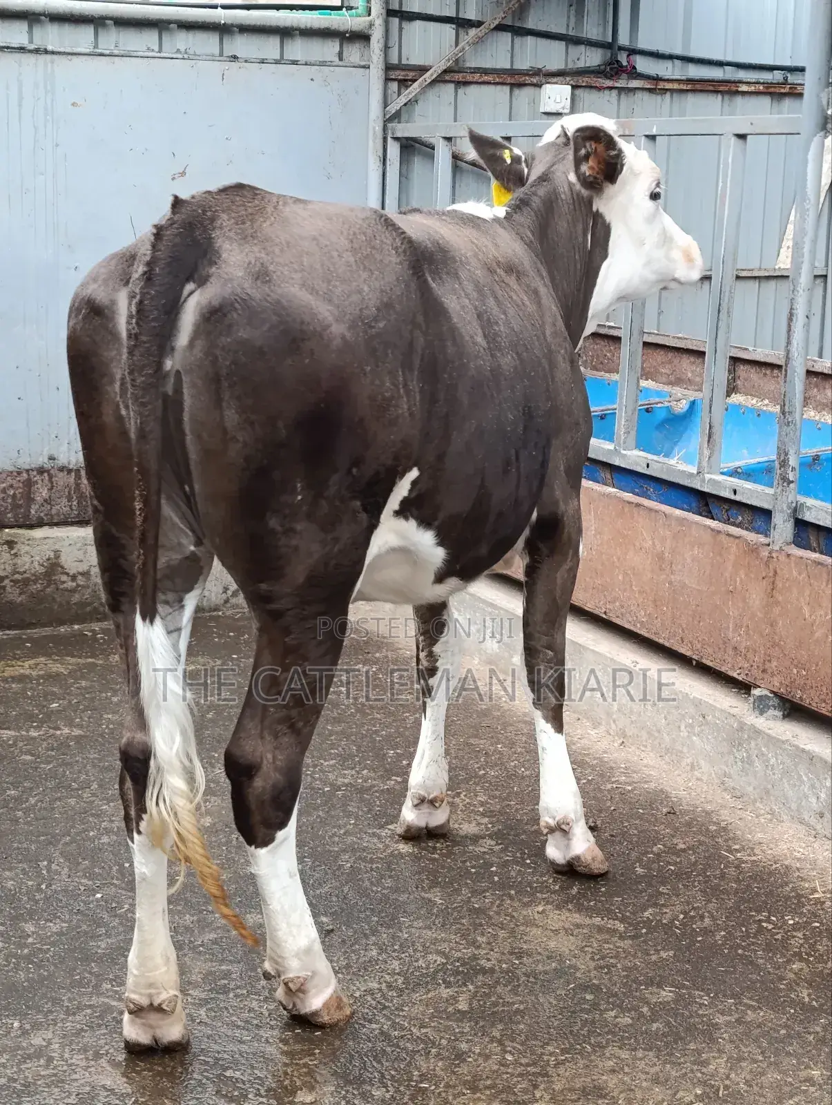 Fleckvieh Incalf Heifer
