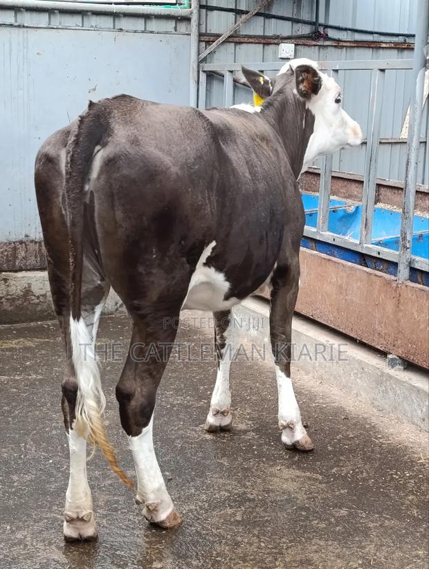 Fleckvieh Incalf Heifer - thumbnail 7