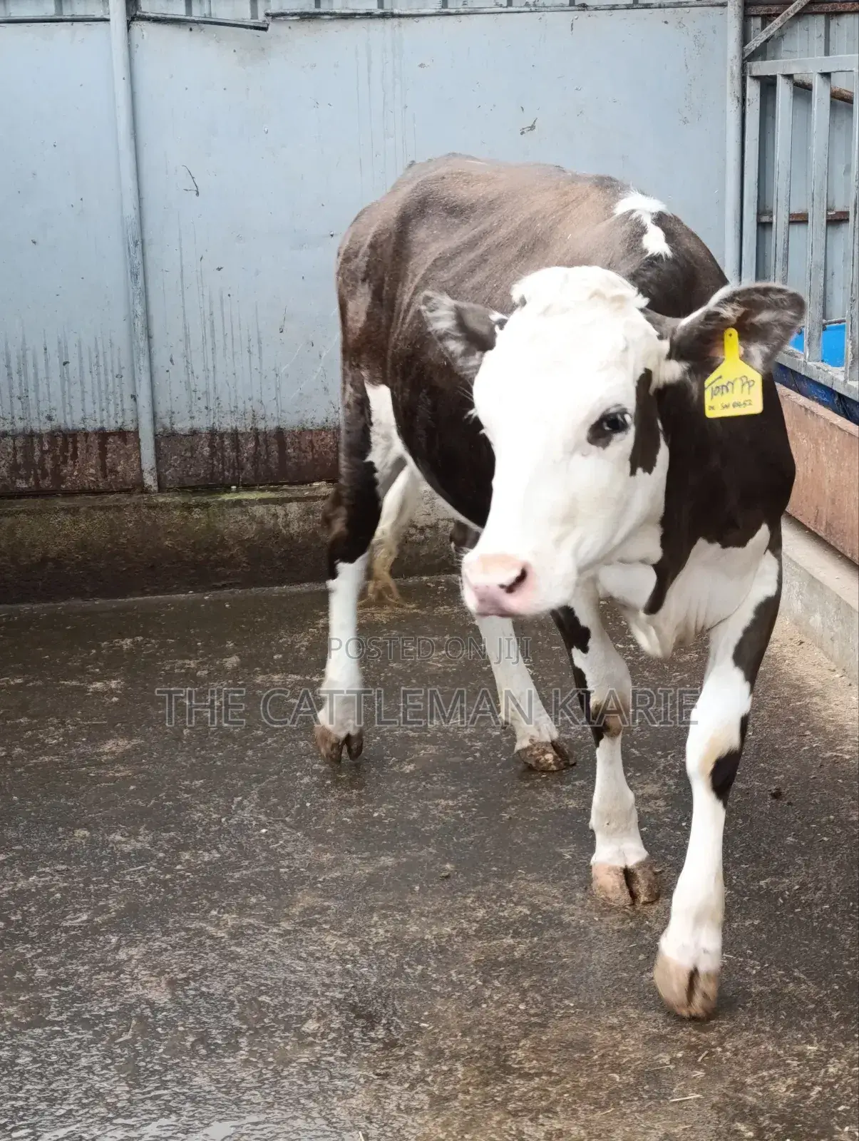 Fleckvieh Incalf Heifer