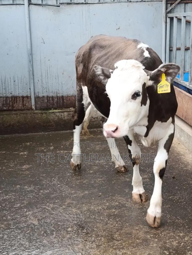 Fleckvieh Incalf Heifer - thumbnail 8