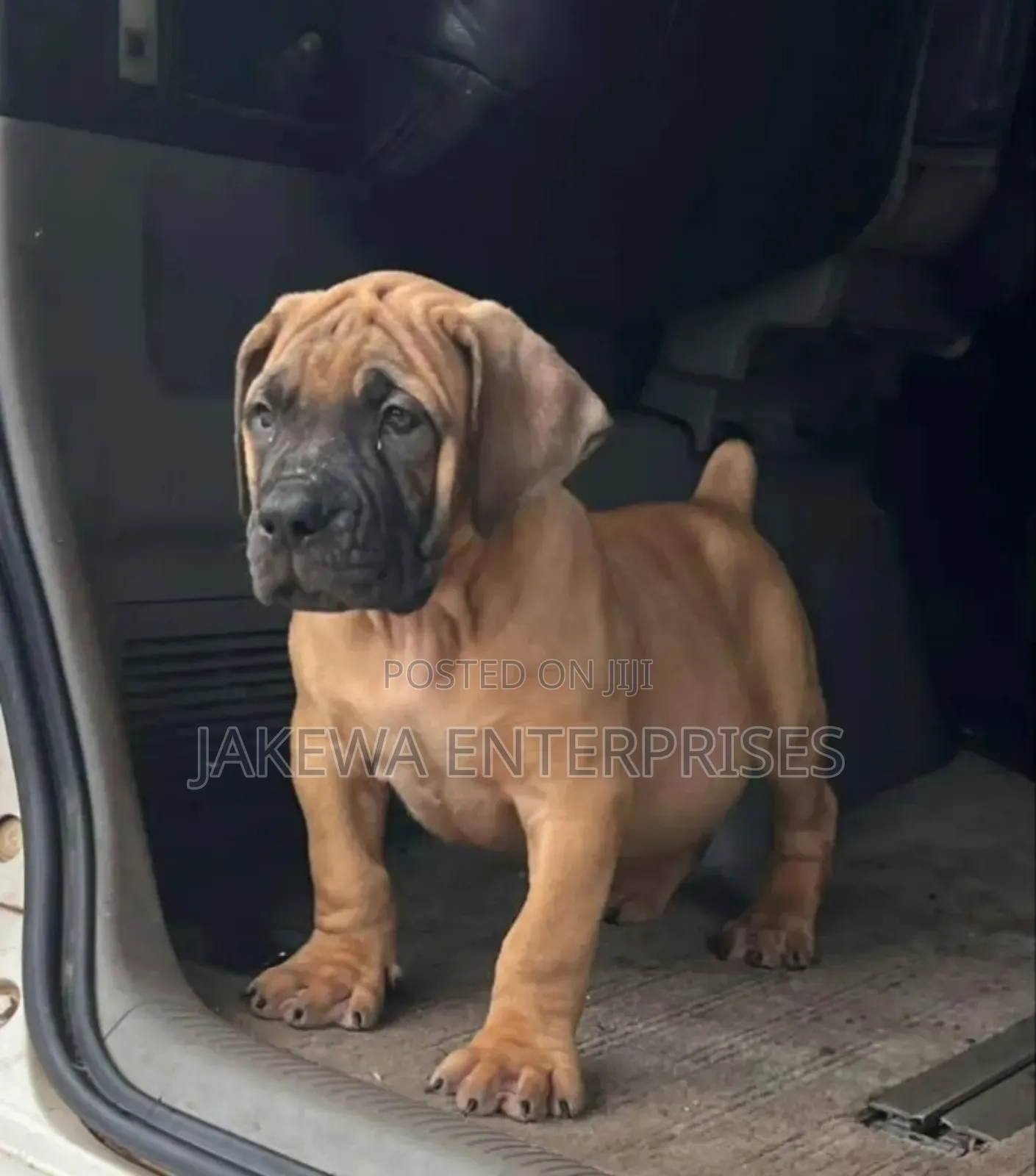 1-3 months Female Purebred Boerboel