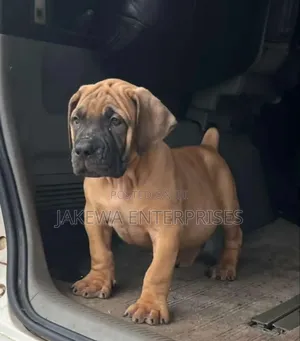 1-3 months Female Purebred Boerboel