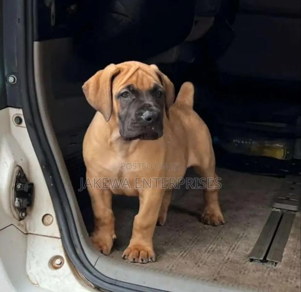 1-3 months Female Purebred Boerboel