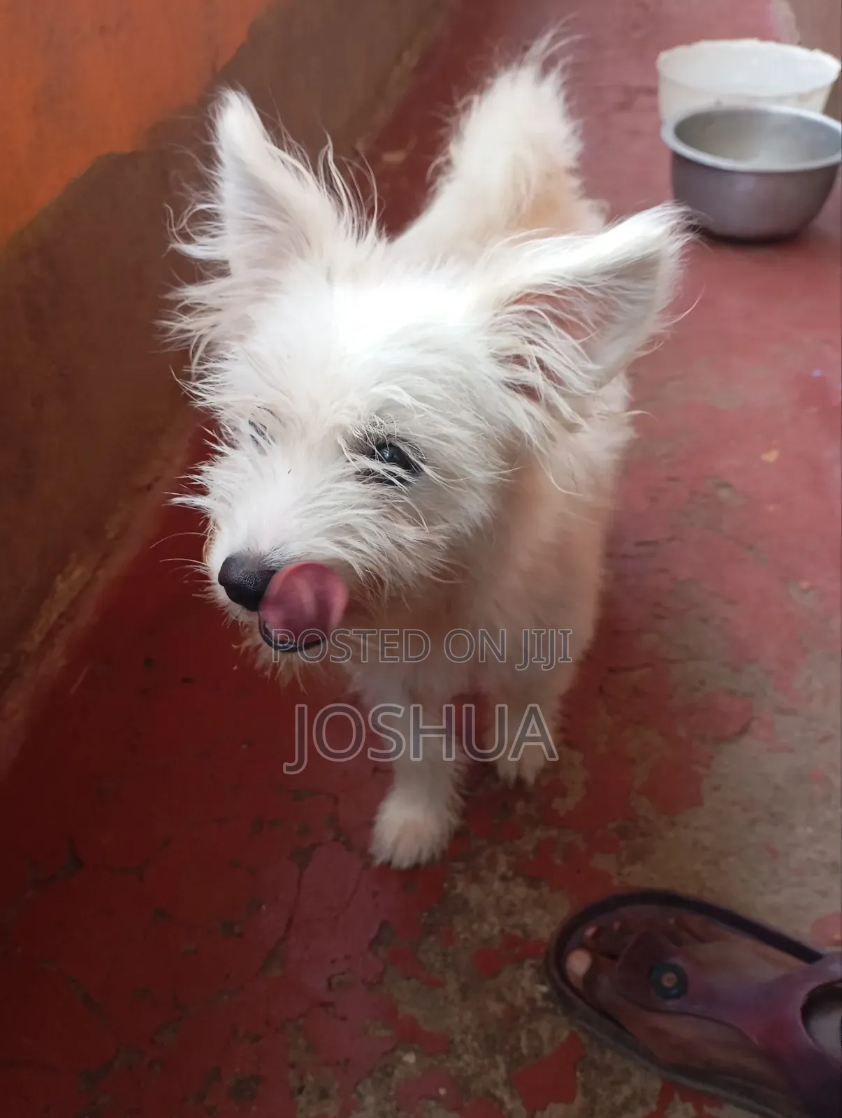 Maltese Breed
