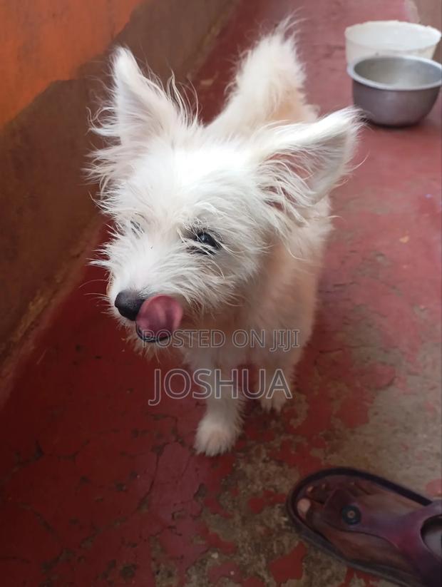 Maltese Breed