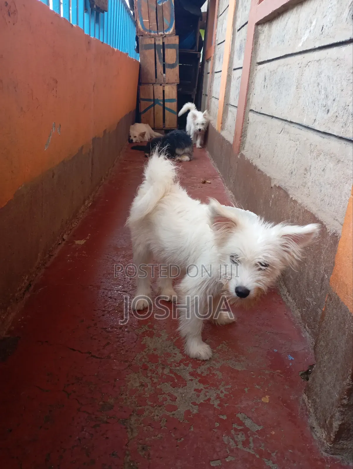 Maltese Breed